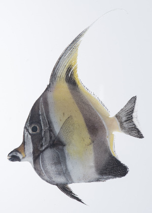  ( - PHISH-474)  @11 [ ] CreativeCommons  Attribution Non-Commercial (by-nc) (2016) Unspecified Smithsonian Institution National Museum of Natural History