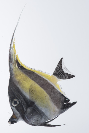  ( - PHISH-590)  @11 [ ] CreativeCommons  Attribution Non-Commercial (by-nc) (2016) Unspecified Smithsonian Institution National Museum of Natural History