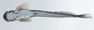  (Andamia tetradactylus - PI-0190)  @11 [ ] CreativeCommons  Attribution Non-Commercial (by-nc) (2011) Unspecified Smithsonian Institution National Museum of Natural History