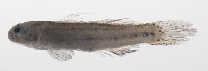  (Acentrogobius moloanus - PHI-412)  @11 [ ] CreativeCommons  Attribution Non-Commercial (by-nc) (2013) Unspecified Smithsonian Institution National Museum of Natural History