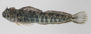  (Praealticus striatus - PIL-382)  @11 [ ] CreativeCommons  Attribution Non-Commercial (by-nc) (2014) Unspecified Smithsonian Institution National Museum of Natural History