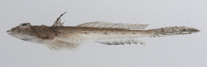  (Callionymus belcheri - PHIL-005)  @11 [ ] CreativeCommons  Attribution Non-Commercial (by-nc) (2015) Unspecified Smithsonian Institution National Museum of Natural History