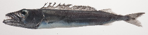  (Rexea bengalensis - VIS-076)  @11 [ ] CreativeCommons  Attribution Non-Commercial (by-nc) (2015) Unspecified Smithsonian Institution National Museum of Natural History