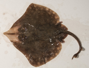  (Orbiraja - PHIL-146)  @11 [ ] CreativeCommons  Attribution Non-Commercial (by-nc) (2015) Unspecified Smithsonian Institution National Museum of Natural History