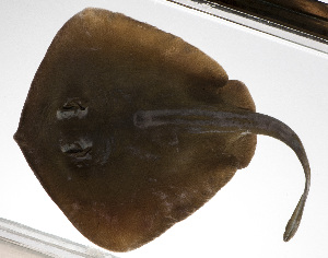  (Urolophus expansus - PHIL-419)  @11 [ ] CreativeCommons  Attribution Non-Commercial (by-nc) (2015) Unspecified Smithsonian Institution National Museum of Natural History