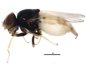  (Malloewia abdominalis - BIOUG01360-F01)  @15 [ ] CreativeCommons - Attribution (2012) CBG Photography Group Centre for Biodiversity Genomics
