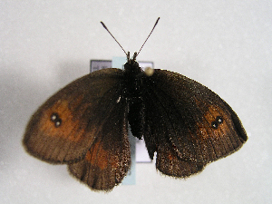  (Erebia aethiopellus - TLMF Lep 00406)  @13 [ ] CreativeCommons - Attribution Non-Commercial Share-Alike (2010) Tiroler Landesmuseen Tiroler Landesmuseen