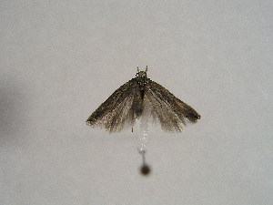  ( - TLMF Lep 00653)  @12 [ ] CreativeCommons - Attribution Non-Commercial Share-Alike (2010) Tiroler Landesmuseen Tiroler Landesmuseen