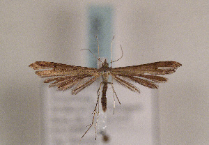  (Stenoptilia pneumonanthes - TLMF Lep 01290)  @14 [ ] CreativeCommons - Attribution Non-Commercial Share-Alike (2010) Tiroler Landesmuseen Tiroler Landesmuseen