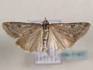  (Syrianarpia faunieralis - TLMF Lep 01401)  @14 [ ] CreativeCommons - Attribution Non-Commercial Share-Alike (2010) Tiroler Landesmuseen Tiroler Landesmuseen
