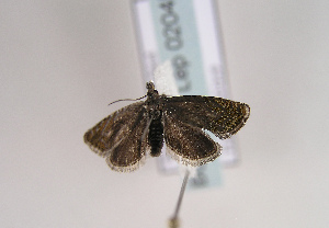  ( - TLMF Lep 02045)  @12 [ ] Copyright  TLMF 2020 Unspecified