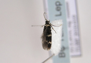  ( - TLMF Lep 02294)  @12 [ ] Copyright  TLMF 2011 Unspecified