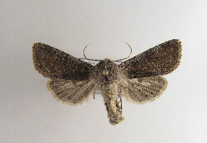  ( - TLMF Lep 04684)  @12 [ ] CreativeCommons - Attribution Non-Commercial Share-Alike (2011) Peter Huemer Tiroler Landesmuseum Ferdinandeum