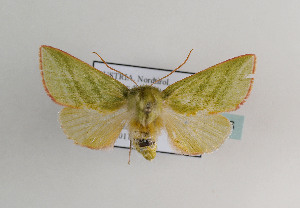  ( - TLMF Lep 07616)  @13 [ ] CreativeCommons - Attribution Non-Commercial Share-Alike (2012) Peter Huemer Tiroler Landesmuseum Ferdinandeum