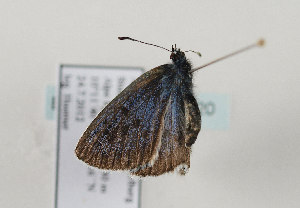  ( - TLMF Lep 08520)  @12 [ ] CreativeCommons - Attribution Non-Commercial Share-Alike (2012) Peter Huemer Tiroler Landesmuseum Ferdinandeum