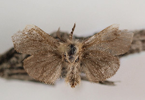 (Pachythelia villosella quadratica - TLMF Lep 07778)  @14 [ ] CreativeCommons - Attribution Non-Commercial Share-Alike (2012) Peter Huemer Tiroler Landesmuseum Ferdinandeum