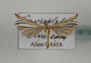  (Merrifieldia spicidactyla - TLMF Lep 08708)  @11 [ ] Unspecified (default): All Rights Reserved  Unspecified Tiroler Landesmuseum Ferdinandeum