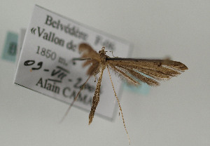  ( - TLMF Lep 08721)  @11 [ ] Unspecified (default): All Rights Reserved  Unspecified Tiroler Landesmuseum Ferdinandeum