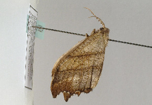  ( - TLMF Lep 09224)  @12 [ ] CreativeCommons - Attribution Non-Commercial Share-Alike (2013) Peter Huemer Tiroler Landesmuseum Ferdinandeum