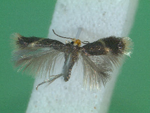  ( - KLM Lep 01979)  @12 [ ] CreativeCommons - Attribution Non-Commercial Share-Alike (2014) Christian Wieser Landesmuseum K&auml;rnten