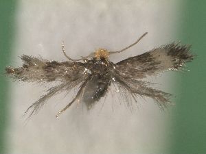  ( - KLM Lep 02914)  @12 [ ] CreativeCommons - Attribution Non-Commercial Share-Alike (2015) Christian Wieser Landesmuseum K&auml;rnten