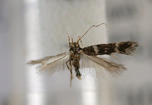  (Oxypteryx deserta - TLMF Lep 16486)  @13 [ ] CreativeCommons - Attribution Non-Commercial Share-Alike (2015) Peter Huemer Tiroler Landesmuseum Ferdinandeum