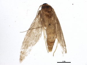  ( - BIOUG02171-C08)  @12 [ ] CreativeCommons - Attribution (2012) CBG Photography Group Centre for Biodiversity Genomics