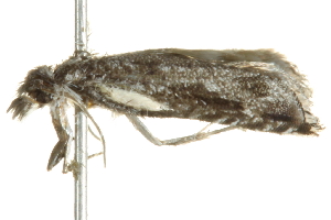  ( - BIOUG00843-G02)  @12 [ ] CreativeCommons - Attribution (2011) CBG Photography Group Centre for Biodiversity Genomics