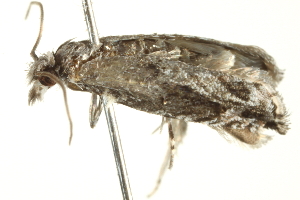  ( - BIOUG00844-B01)  @12 [ ] CreativeCommons - Attribution (2011) CBG Photography Group Centre for Biodiversity Genomics