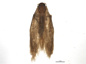  ( - BIOUG01949-D11)  @12 [ ] CreativeCommons - Attribution (2012) CBG Photography Group Centre for Biodiversity Genomics