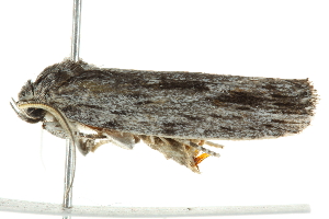  ( - BIOUG01025-E08)  @13 [ ] CreativeCommons - Attribution (2011) CBG Photography Group Centre for Biodiversity Genomics