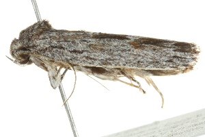  ( - BIOUG01161-D04)  @13 [ ] CreativeCommons - Attribution (2011) CBG Photography Group Centre for Biodiversity Genomics