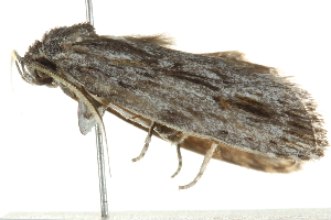  ( - BIOUG01161-D08)  @13 [ ] CreativeCommons - Attribution (2011) CBG Photography Group Centre for Biodiversity Genomics