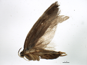 ( - BIOUG02151-F01)  @12 [ ] CreativeCommons - Attribution (2012) CBG Photography Group Centre for Biodiversity Genomics
