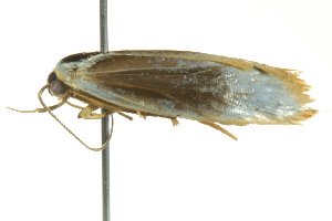  ( - BIOUG02253-F08)  @12 [ ] CreativeCommons - Attribution (2012) CBG Photography Group Centre for Biodiversity Genomics