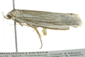  ( - BIOUG02110-D12)  @12 [ ] CreativeCommons - Attribution (2012) CBG Photography Group Centre for Biodiversity Genomics