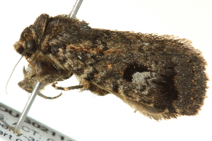  ( - BIOUG02111-E07)  @12 [ ] CreativeCommons - Attribution (2012) CBG Photography Group Centre for Biodiversity Genomics