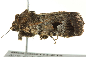  ( - BIOUG02111-E12)  @12 [ ] CreativeCommons - Attribution (2012) CBG Photography Group Centre for Biodiversity Genomics