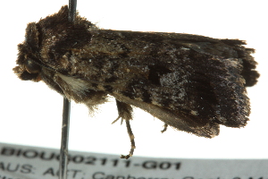  ( - BIOUG02111-G01)  @12 [ ] CreativeCommons - Attribution (2012) CBG Photography Group Centre for Biodiversity Genomics