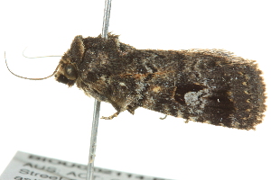  ( - BIOUG02114-B02)  @12 [ ] CreativeCommons - Attribution (2012) CBG Photography Group Centre for Biodiversity Genomics