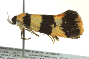  ( - BIOUG02123-C07)  @12 [ ] CreativeCommons - Attribution (2012) CBG Photography Group Centre for Biodiversity Genomics