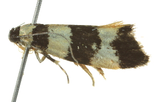  ( - BIOUG02126-H03)  @12 [ ] CreativeCommons - Attribution (2012) CBG Photography Group Centre for Biodiversity Genomics