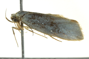  ( - BIOUG02128-E11)  @12 [ ] CreativeCommons - Attribution (2012) CBG Photography Group Centre for Biodiversity Genomics