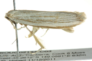  ( - BIOUG02184-C03)  @12 [ ] CreativeCommons - Attribution (2012) CBG Photography Group Centre for Biodiversity Genomics