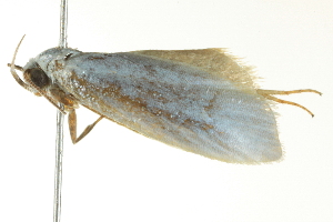  ( - BIOUG02184-D02)  @12 [ ] CreativeCommons - Attribution (2012) CBG Photography Group Centre for Biodiversity Genomics