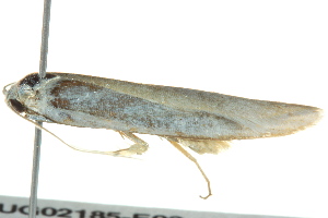  ( - BIOUG02185-E03)  @12 [ ] CreativeCommons - Attribution (2012) CBG Photography Group Centre for Biodiversity Genomics