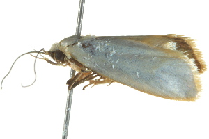  ( - BIOUG02186-B01)  @12 [ ] CreativeCommons - Attribution (2012) CBG Photography Group Centre for Biodiversity Genomics