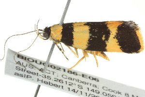  ( - BIOUG02186-E06)  @12 [ ] CreativeCommons - Attribution (2012) CBG Photography Group Centre for Biodiversity Genomics