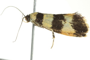  ( - BIOUG02186-F07)  @12 [ ] CreativeCommons - Attribution (2012) CBG Photography Group Centre for Biodiversity Genomics