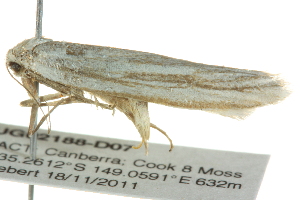  ( - BIOUG02188-D07)  @12 [ ] CreativeCommons - Attribution (2012) CBG Photography Group Centre for Biodiversity Genomics